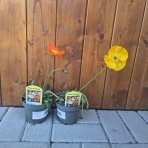 Mak islandský (Papaver nudicaule) ´GARTENZWERG´ - kont.P12